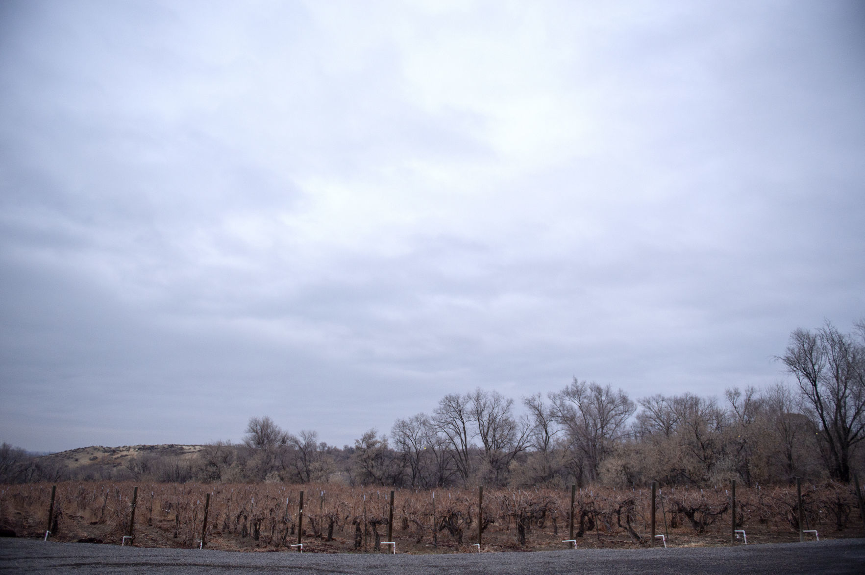 Ice wine